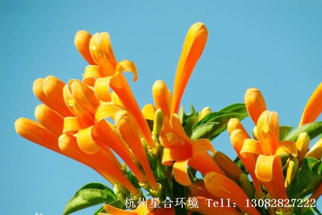 绿化施工