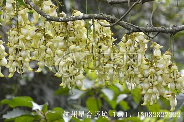绿化施工