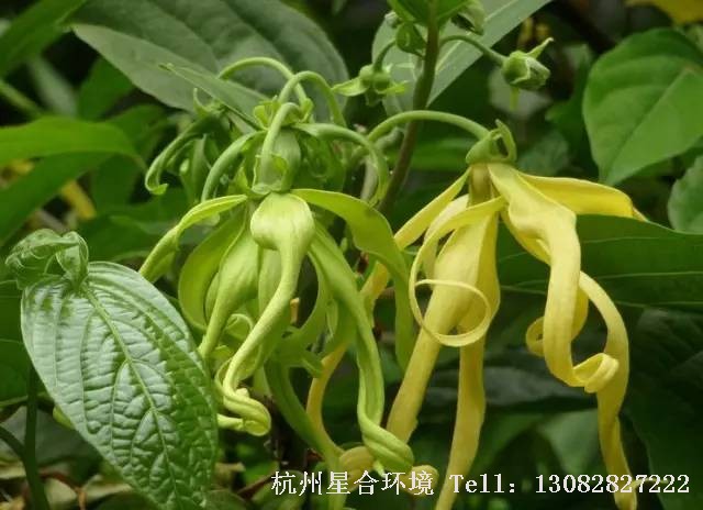 绿化施工