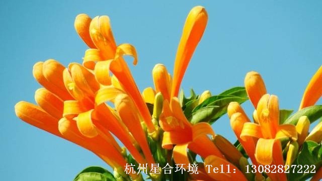 绿化施工