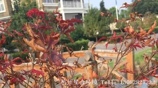 绿化养护