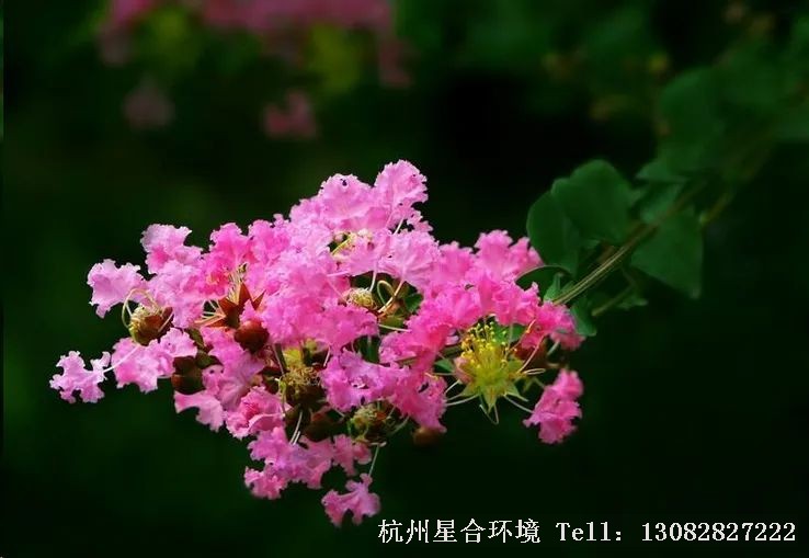 绿化养护