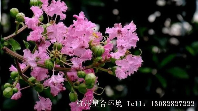 绿化养护