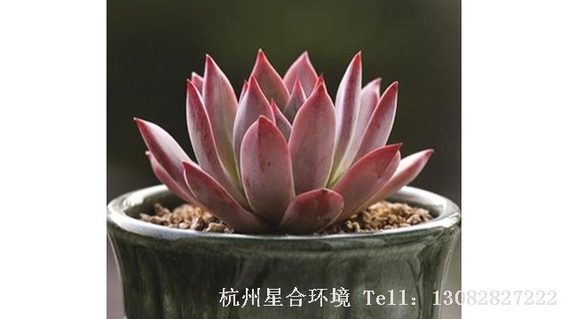 多肉植物