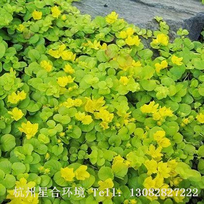 到了冬季颜色渐深，庭院养护中装饰性强。