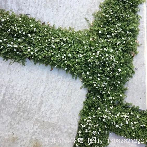 一些小野花，在庭院养护里单看起来或许微不足道，一旦嵌入路径却显得格外养眼。