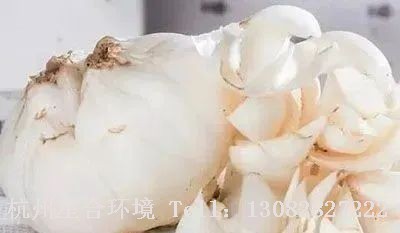 图3-植物株摆百合鳞茎、鳞片