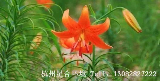 图4植物株摆-兰州百合（Lilium davidii var. uncolor）