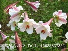 图5植物株摆-龙牙百合（野百合L. brownii）