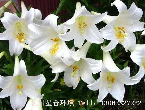 图7植物株摆-纯白色百合