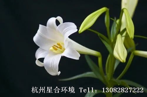 图9植物株摆-喇叭状百合花