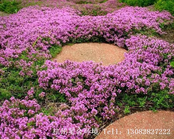 一些小野花，在庭院养护里单看起来或许微不足道，一旦嵌入路径却显得格外养眼。