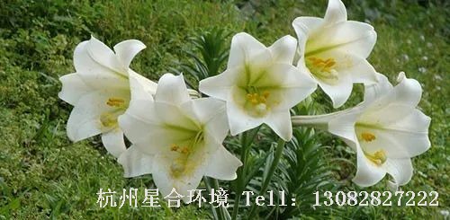 图10植物株摆-喇叭状百合花