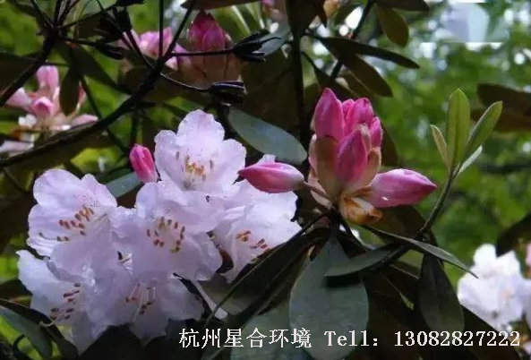 公园养护中常见的花色有白色、粉色、淡红、桃红、黄色等。