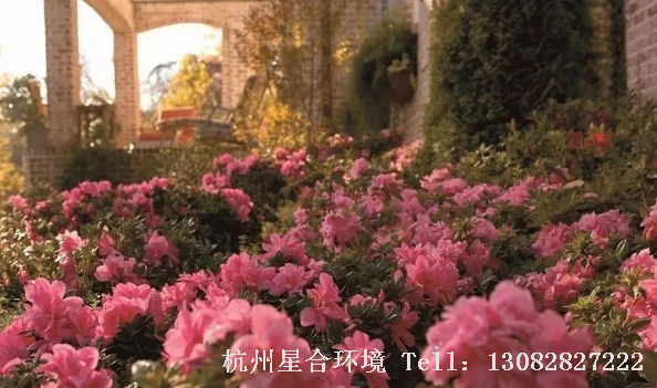 植株整体看上去清爽、漂亮，挺拔直立，具有较高的分枝性，叶片翠嫩光亮，枝叶茂盛，公园养护里观赏性极佳。