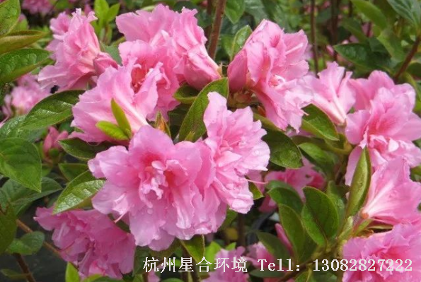 一般情况下，只要到了春天温度开始回升就会开花，公园养护可以一直持续到气候微凉的深秋，繁花如织。