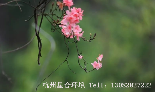 杜鹃花种类繁多，花色绚丽，花、叶兼美，地栽、盆栽皆宜，是中国公园养护十大传统名花之一