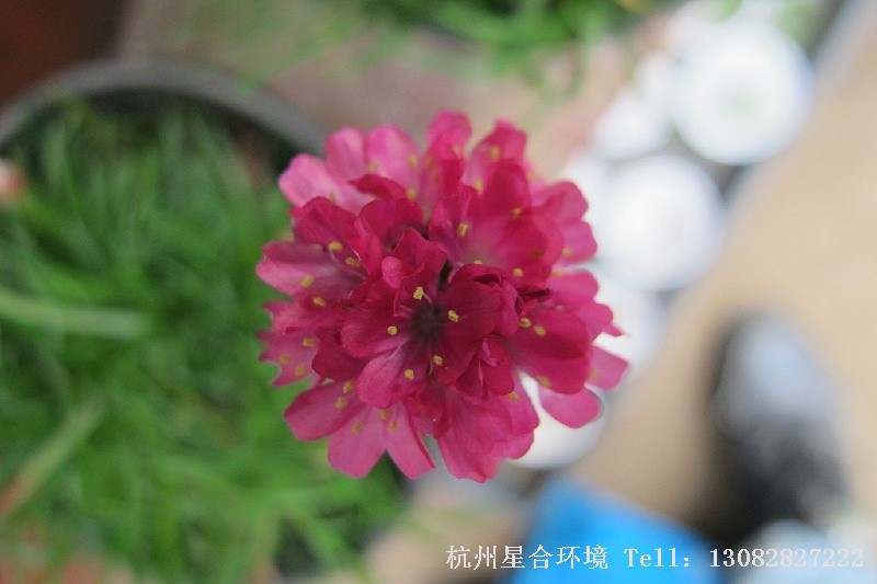 滨海植物海石竹