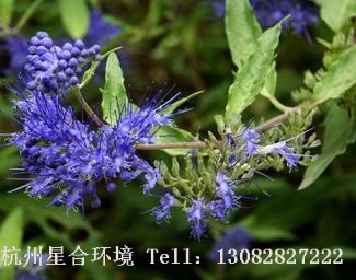 滨海植物蓝花莸