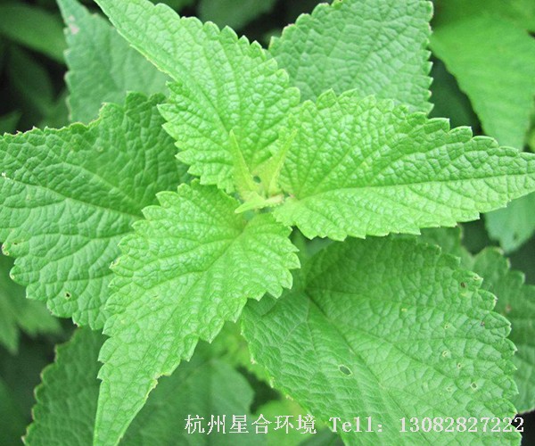 滨海植物猫薄荷