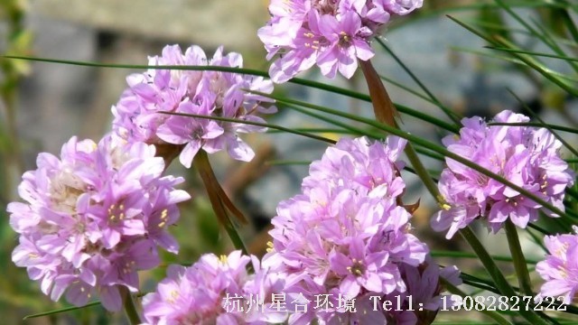 滨海植物