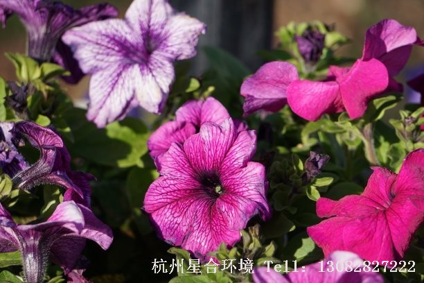 绿化养护矮牵牛