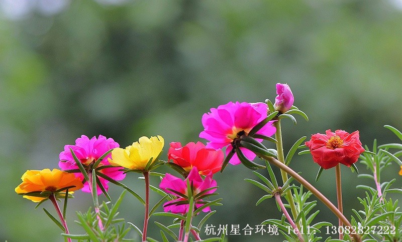 绿化养护太阳花
