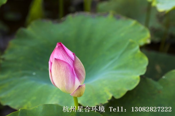 绿化养护碗莲