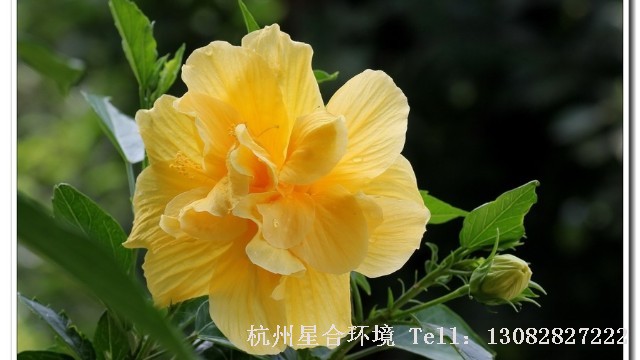 绿化养护