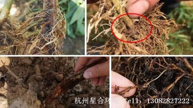 小区绿化养护-春季小区绿化养护中绿篱常见的六大问题解析