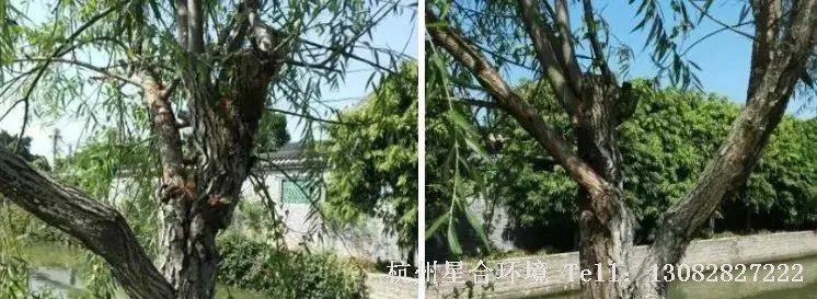 绿化工程