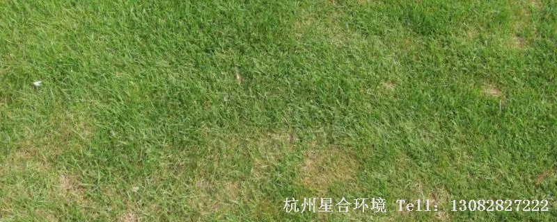 绿化养护低温受冻、缺水导致的草坪发黄。要抓紧进行针对性的恢复工作①绿化养护适量追施速效肥料。