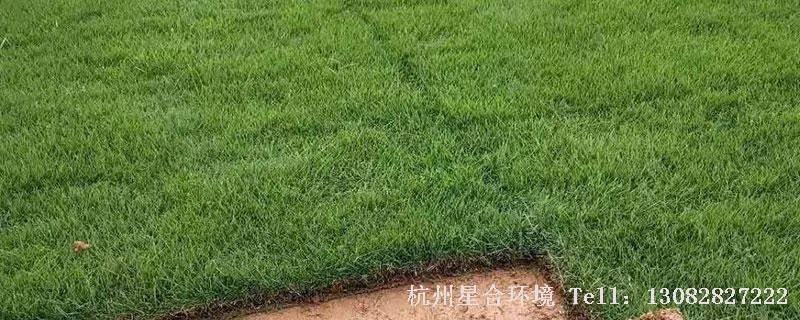 缺肥等生理性因素导致的草坪发黄。在草坪草出现生长迹象前，开始进行绿化养护常规性施肥。