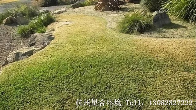 绿化养护