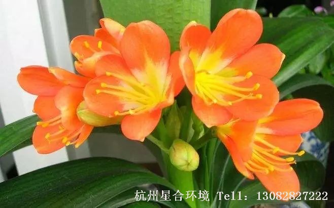 即使室内株摆生长的速度比较缓慢，但也建议每年都进行一次换盆换土，这有助于它的植株生长良好。