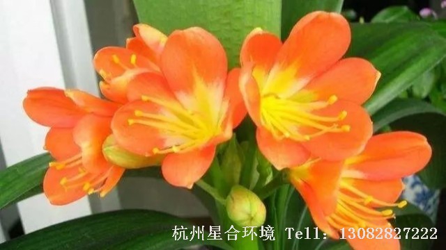 室内株摆