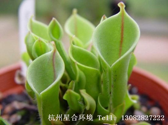 食虫植物太阳瓶子草