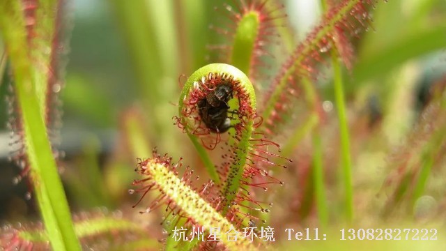食虫植物