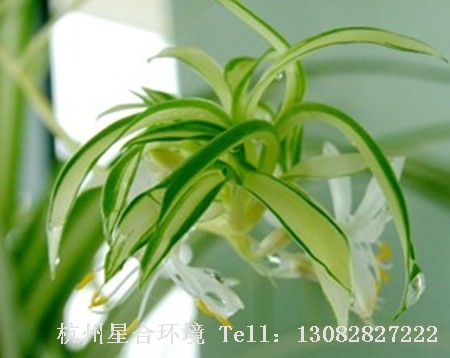 绿化养护吊兰