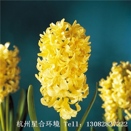 绿化养护黄色风信子