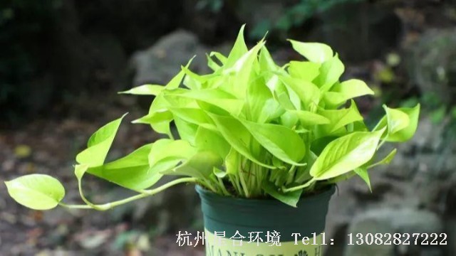 植物株摆