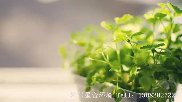 室内株摆