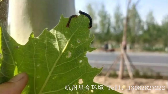 绿化养护