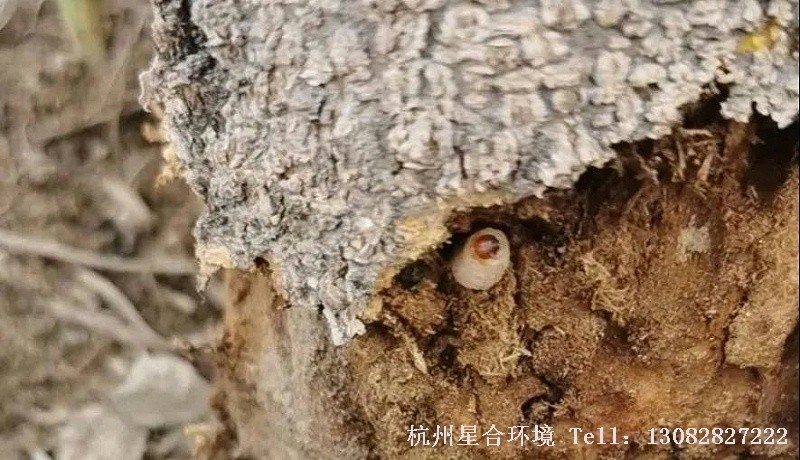 绿化养护