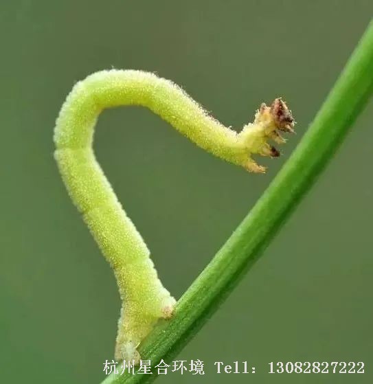 绿化养护