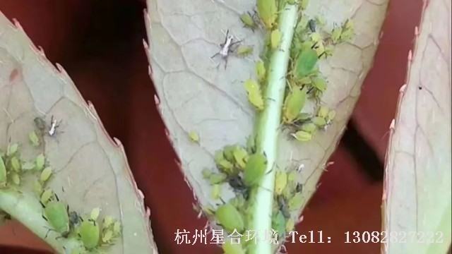 绿化养护