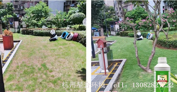 针对南方温度回升中，低温回升，很多人绿化养护选择用尿素快速复绿，熟不知此时根系未恢复活性，消耗的养分都是草坪本身养分，容易在后期出现斑秃，病害，倒伏现象。