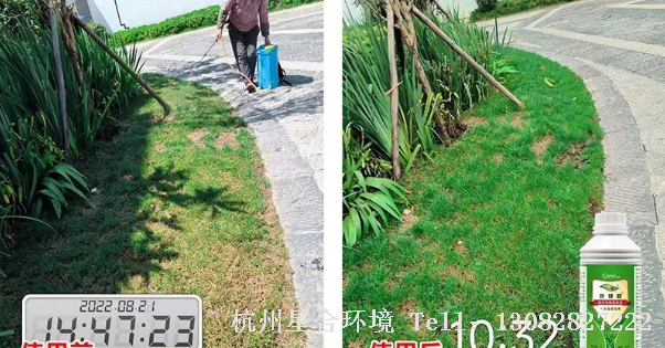 针对南方温度回升中，低温回升，很多人绿化养护选择用尿素快速复绿，熟不知此时根系未恢复活性，消耗的养分都是草坪本身养分，容易在后期出现斑秃，病害，倒伏现象。