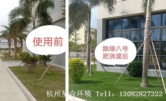 这是因为绿化养护选择肥料属于高磷肥料，虽然对根系有促进作用，但是温度未达到，效果不理想，而且还容易导致草坪开花老化。