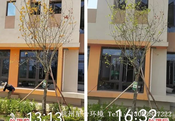 常绿乔木春季很多属于更新叶片时期，此时绿化养护施肥注重钾肥使用，提高植株抗逆性，可用施肥枪灌根画图，块跟，松土同时，加强根系复壮。